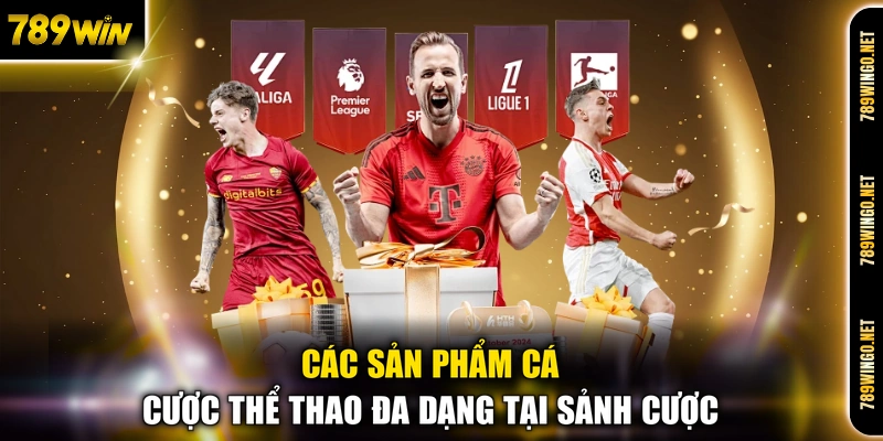 CMD368 - Sảnh Cá Cược Thể Thao Uy Tín Hàng Đầu 2026 - SLOT492